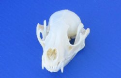 Wholesale A-Grade Raccoon Skulls for sale 4" to 4-1/2" - $34; 4 pcs @ $30 each