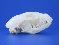 Wholesale A-Grade Raccoon Skulls for sale 4" to 4-1/2" - $34; 4 pcs @ $30 each