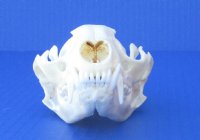 Wholesale A-Grade Raccoon Skulls for sale 4" to 4-1/2" - $34; 4 pcs @ $30 each