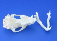 Wholesale A-Grade Raccoon Skulls for sale 4" to 4-1/2" - $34; 4 pcs @ $30 each