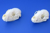 Wholesale A-Grade Raccoon Skulls for sale 4" to 4-1/2" - $34; 4 pcs @ $30 each