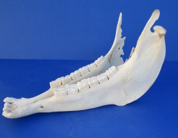Wholesale Zebra Lower Jaw Bone, 14 inches - $15 each