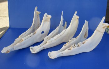 Wholesale Zebra Lower Jaw Bone, 14 inches - $15 each