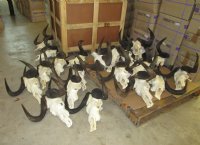 Wholesale  African Black Wildebeest Skulls and Horns 16 inches wide and over - $115 each; 3 or more @ $105.00 each  