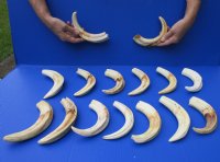 Wholesale African warthog tusks 10 inches to 10-7/8 inches - 1 pieces @ $44.00 each; 4 pieces @ $39.00 each 