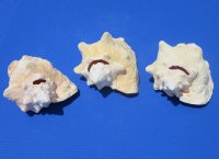 Large pink conch shells wholesale w/slit backs 7-3/4  to 8-3/4 inches -15 pcs @ $11.35 each 