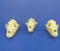 Wholesale Grade B Damaged Coyote Skulls, Craft Grade Coyote Skull 6-1/2" - 8" - 2 pcs @ $20 each; 8 pcs @ $18 each