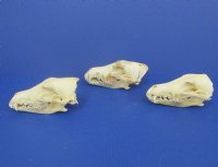 Wholesale Grade B Damaged Coyote Skulls, Craft Grade Coyote Skull 6-1/2" - 8" - 2 pcs @ $20 each; 8 pcs @ $18 each