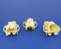 Wholesale Grade B Damaged Coyote Skulls, Craft Grade Coyote Skull 6-1/2" - 8" - 2 pcs @ $20 each; 8 pcs @ $18 each