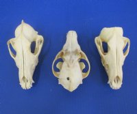 Wholesale Grade B Damaged Coyote Skulls, Craft Grade Coyote Skull 6-1/2" - 8" - 2 pcs @ $20 each; 8 pcs @ $18 each