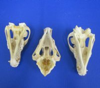 Wholesale Grade B Damaged Coyote Skulls, Craft Grade Coyote Skull 6-1/2" - 8" - 2 pcs @ $20 each; 8 pcs @ $18 each