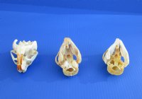 Wholesale North American Porcupine Skulls 4 inches long - $40.00; 6 pcs @ $36.00 each