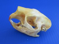 Wholesale North American Porcupine Skulls 4 inches long - $40.00; 6 pcs @ $36.00 each