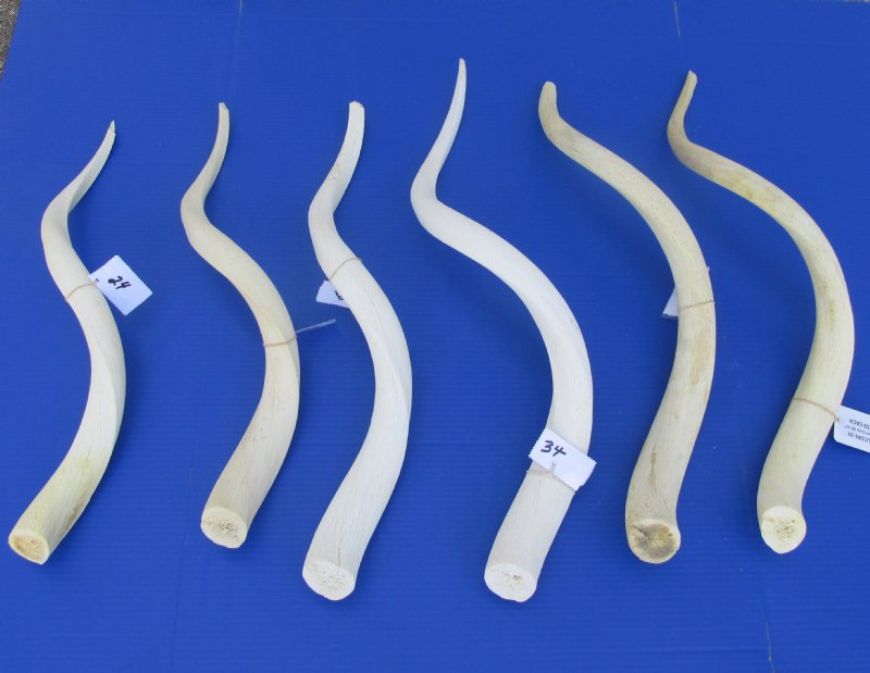 Kudu Horn Inner Bone Cores Wholesale 24 to 29 inches around curl