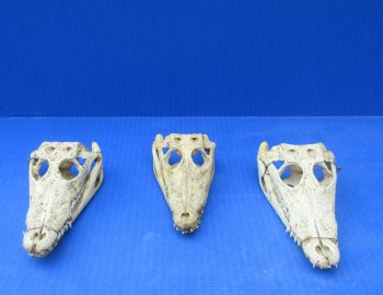 B-Grade Wholesale Nile Crocodile Skull - $30.00 each; 5 pcs @ $27.00 each (Cites #P000045227)