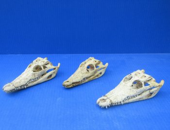 B-Grade Wholesale Nile Crocodile Skull - $30.00 each; 5 pcs @ $27.00 each (Cites #P000045227)