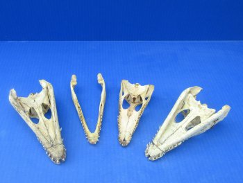 B-Grade Wholesale Nile Crocodile Skull - $30.00 each; 5 pcs @ $27.00 each (Cites #P000045227)
