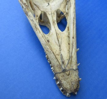 B-Grade Wholesale Nile Crocodile Skull - $30.00 each; 5 pcs @ $27.00 each (Cites #P000045227)