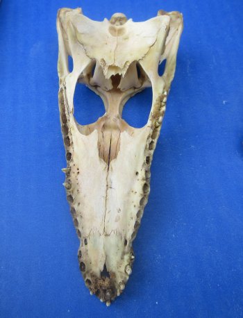 B-Grade Wholesale Nile Crocodile Skull - $30.00 each; 5 pcs @ $27.00 each (Cites #P000045227)