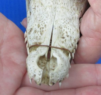 B-Grade Wholesale Nile Crocodile Skull - $30.00 each; 5 pcs @ $27.00 each (Cites #P000045227)