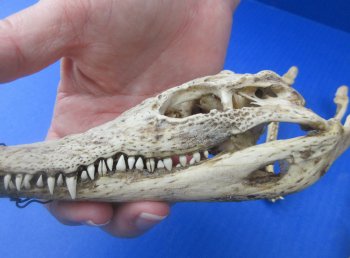 B-Grade Wholesale Nile Crocodile Skull - $30.00 each; 5 pcs @ $27.00 each (Cites #P000045227)