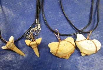 Wholesale Assorted light colored large fossil shark tooth necklace -. 6 pcs @ $3.25 each; 25 pcs @ $2.90 each