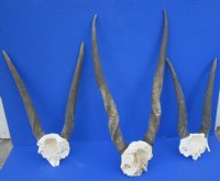 Wholesale African Female Eland Skull Plates with Horns - $60.00 each; Packed: 3 pcs @ $54.00 each
