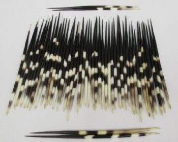 Fat African porcupine quills wholesale 8 inches up to 9 inches -  50 pcs @ $1.00 each 