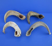 Wholesale Sheep Horns, Ram Horns  20 to 22 inches - $12.00 each; 8 pcs @ $10.50 each 