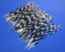 African porcupine quills wholesale 6 inches up to 8 inches - 50 pcs @ .80 each