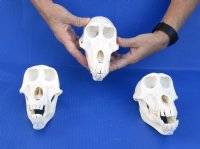 Wholesale Female African Baboon skull, Chacma baboon (Papio Ursinus) good quality  6" to 7" long and 3-1/2" to 4" wide.  You will receive skulls that look similar to those pictured @ $180.00 each; 3 or more @ $162.00 each