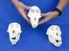 Wholesale Female African Baboon skull, Chacma baboon (Papio Ursinus) good quality  6" to 7" long and 3-1/2" to 4" wide.  You will receive skulls that look similar to those pictured @ $210.00 each; 3 or more @ $189.00 each