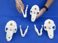 Wholesale Female African Baboon skull, Chacma baboon (Papio Ursinus) good quality  6" to 7" long and 3-1/2" to 4" wide.  You will receive skulls that look similar to those pictured @ $180.00 each; 3 or more @ $162.00 each