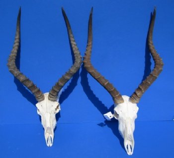 Wholesale African Impala Skull and Horns with horns 18 to 21 inches - $90.00 each; 5 or more @ $80.00 each