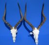 Wholesale African Impala Skull and Horns with horns 18 to 21 inches- You will receive one similar to the picture - $115.00 each