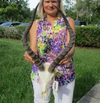 Wholesale African Impala Skull and Horns with horns 18 to 21 inches - $90.00 each; 5 or more @ $80.00 each