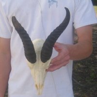 Wholesale C grade Male Springbok Skulls with Horns (with holes, broken horns and varies other damage) - $40 each; 5 pcs @ $35 each 