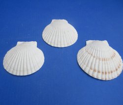 Wholesale 3"-4" Japanese Scallop Shells (Pecten Yessoensis) - 25 pcs @ $.28 each; 200 pcs @ $.25 each