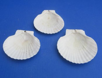 Wholesale 4"-5" Japanese Scallop Shells (Pecten Yessoensis) - 25 pcs @ $.40 each; 200 pcs @ $.36 each