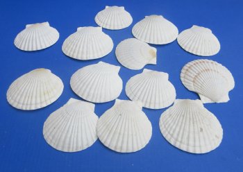 Wholesale 4"-5" Japanese Scallop Shells (Pecten Yessoensis) - 25 pcs @ $.40 each; 200 pcs @ $.36 each