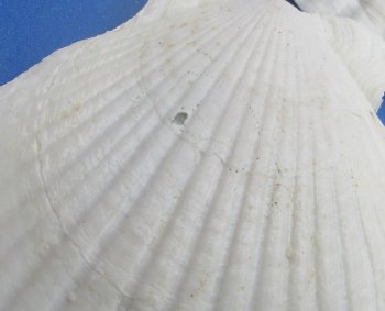 Wholesale 4"-5" Japanese Scallop Shells (Pecten Yessoensis) - 25 pcs @ $.40 each; 200 pcs @ $.36 each