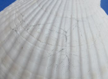 Wholesale 4"-5" Japanese Scallop Shells (Pecten Yessoensis) - 25 pcs @ $.40 each; 200 pcs @ $.36 each