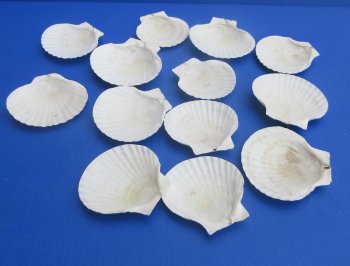 Wholesale 4"-5" Japanese Scallop Shells (Pecten Yessoensis) - 25 pcs @ $.40 each; 200 pcs @ $.36 each