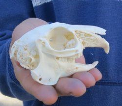 Jackrabbit Skulls, Hand Picked