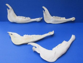 Wholesale Kudu Jaw bone 12 to 15 inch - 2 pcs @ $8.50 each;12 pcs @ $7.50 each