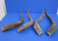 Wholesale Natural Goat Horns - 18 inches to 24 inches - 2 pcs @ $13.00 each; 8 pcs @ $11.50 each 