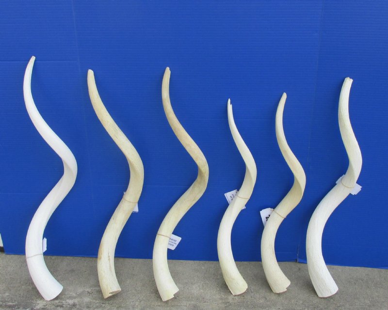 Kudu Horn Inner Bone Cores Wholesale 30 to 35 inches around curl