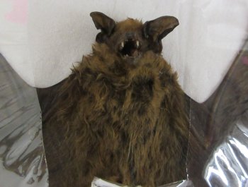 Wholesale Mummified Kuhl's pipistrelle bat with wing spread 6-1/2 to 7-1/2 inch - $40.00 each; 4 or more @ $36.00 each