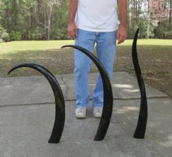 Wholesale 39 to 45 inches Polished Water Buffalo Horns - $29.00 each 