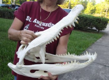 Alligator Skull, Alligator Skulls, Hand Picked